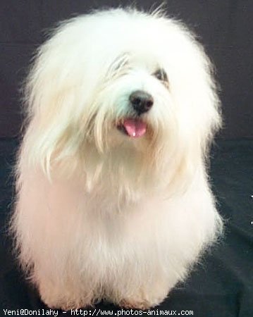 Photo de Coton de tulear