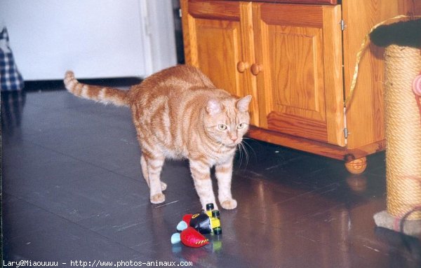 Photo de Chat domestique