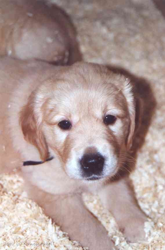 Photo de Golden retriever