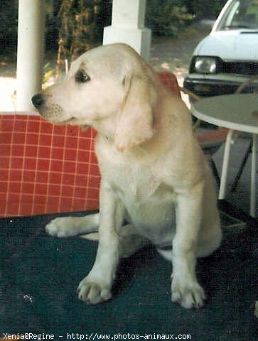 Photo de Labrador retriever