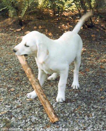 Photo de Labrador retriever