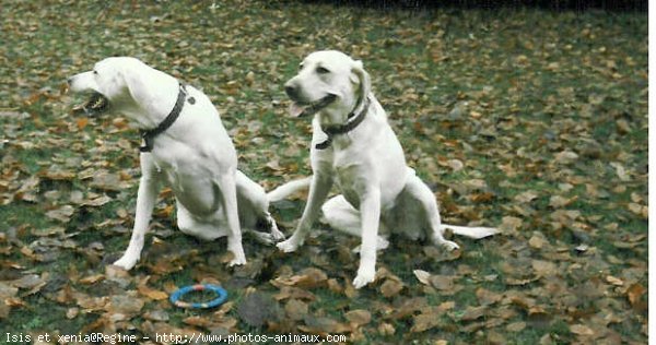 Photo de Labrador retriever