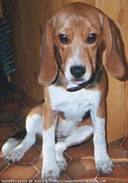 Photo de Beagle