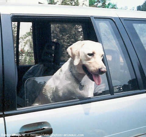 Photo de Labrador retriever