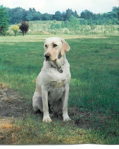 Photo de Labrador retriever