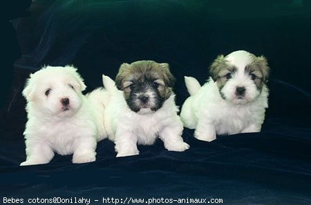 Photo de Coton de tulear