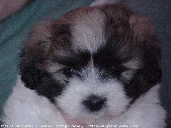 Photo de Coton de tulear