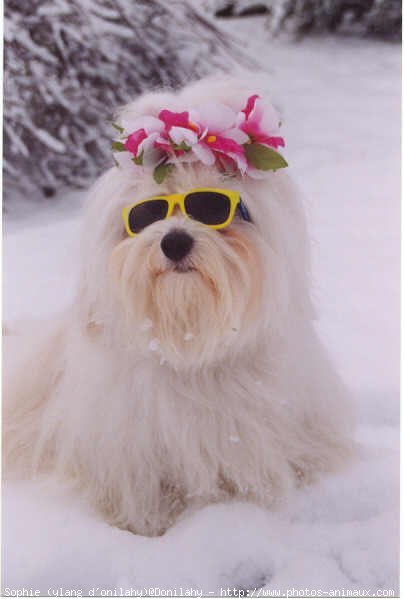 Photo de Coton de tulear