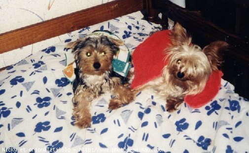 Photo de Yorkshire terrier