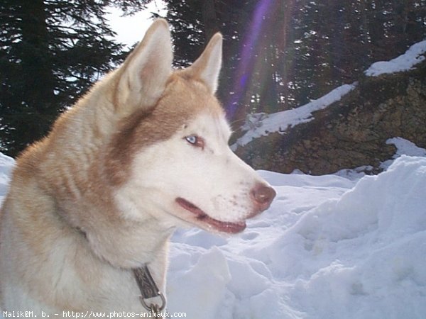 Photo de Husky siberien