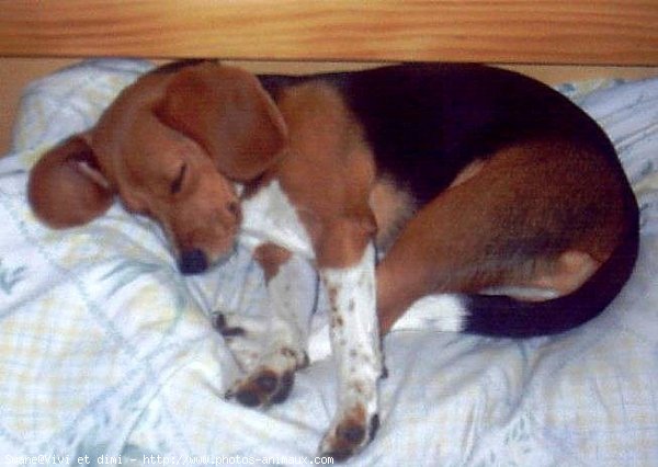 Photo de Beagle