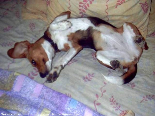 Photo de Beagle