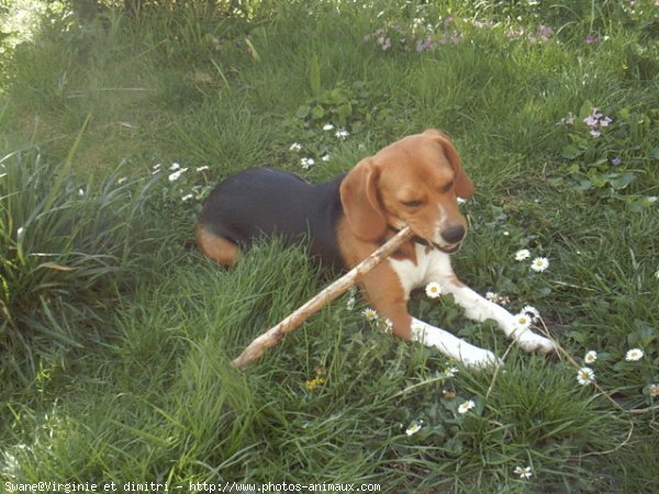 Photo de Beagle