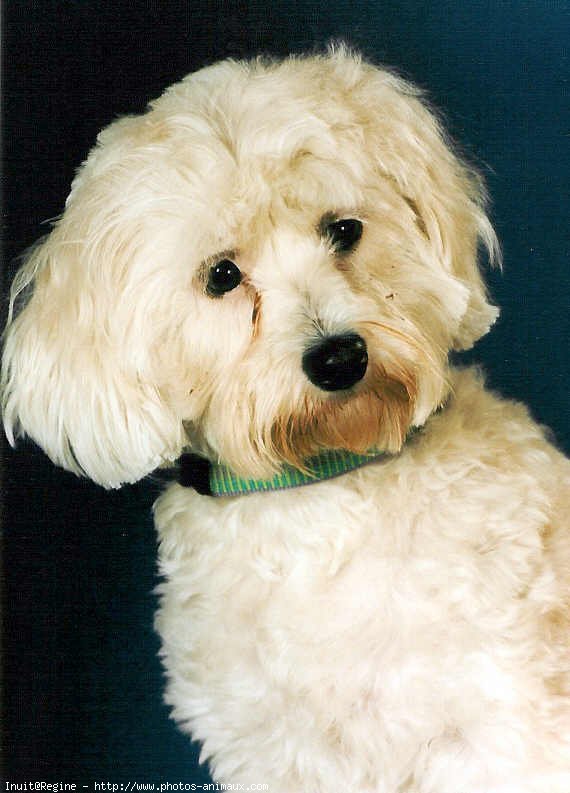 Photo de Bichon maltais