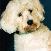 Photo de Bichon maltais