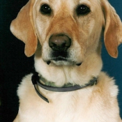 Photo de Labrador retriever