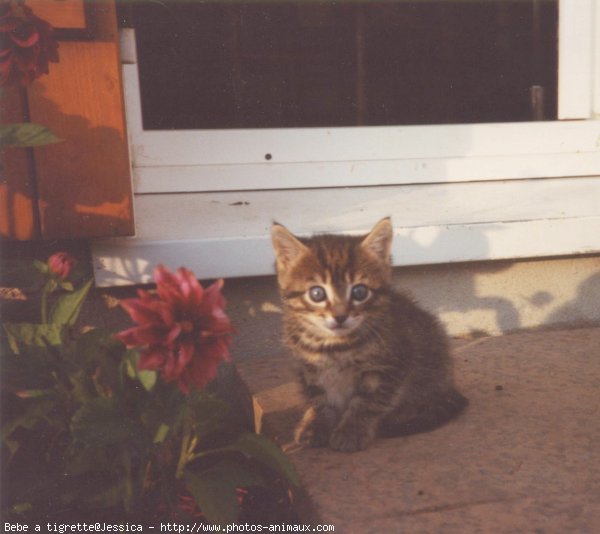 Photo de Chat domestique