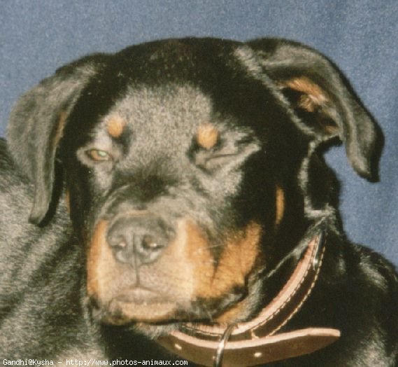 Photo de Rottweiler