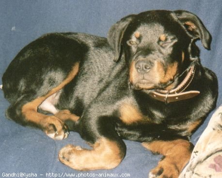 Photo de Rottweiler