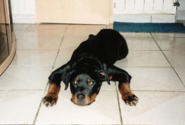 Photo de Rottweiler