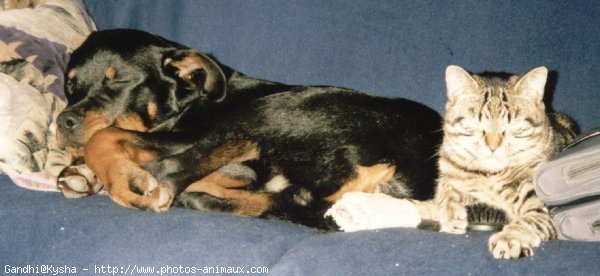 Photo de Rottweiler