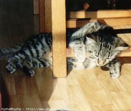 Photo de Chat domestique