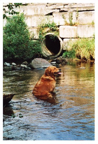 Photo de Golden retriever