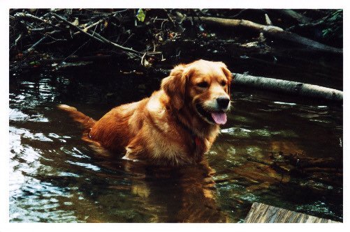 Photo de Golden retriever