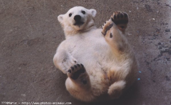 Photo d'Ours