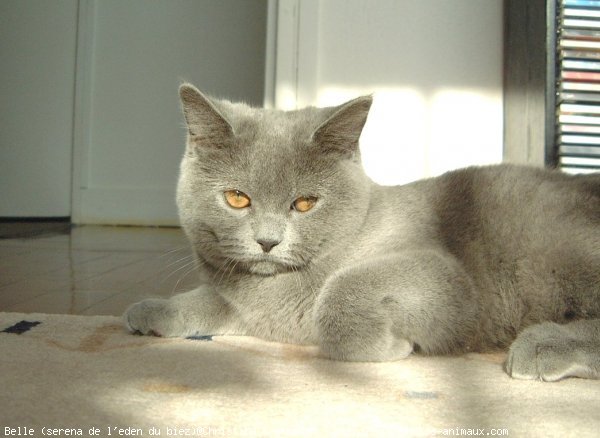 Photo de British shorthair