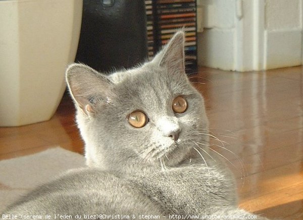 Photo de British shorthair