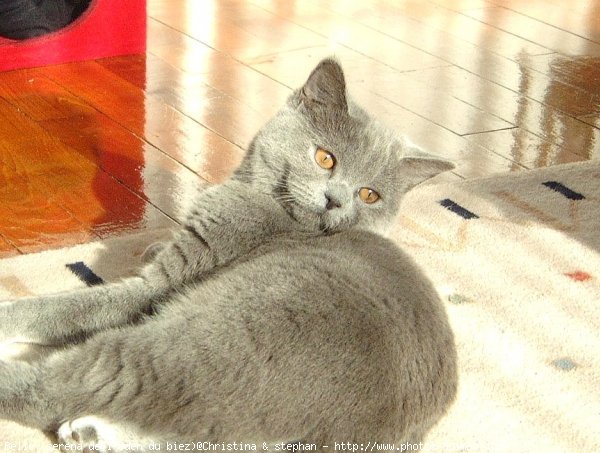 Photo de British shorthair