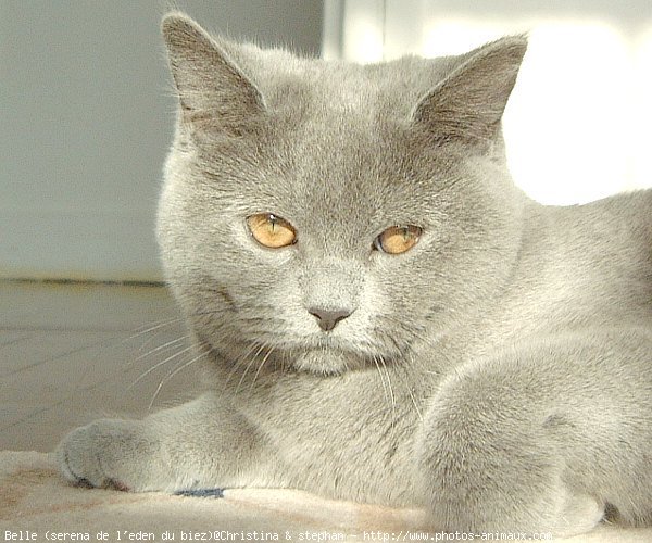 Photo de British shorthair