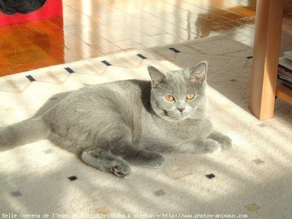 Photo de British shorthair