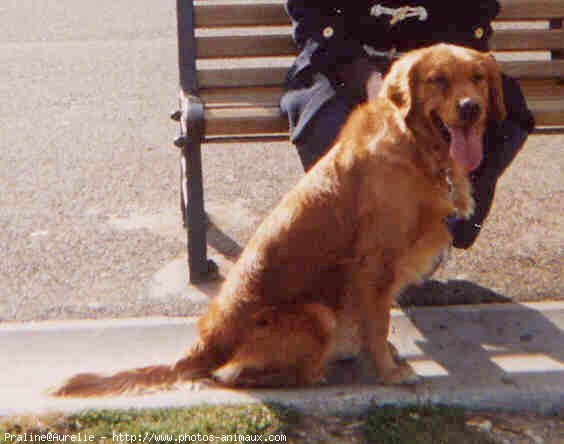 Photo de Golden retriever