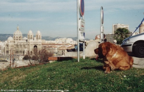 Photo de Golden retriever