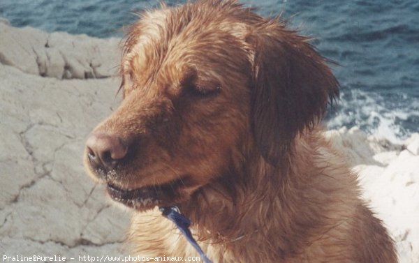 Photo de Golden retriever