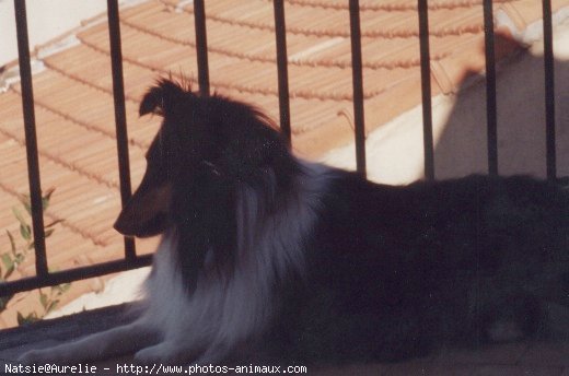 Photo de Chien de berger des shetland