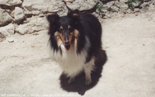 Photo de Chien de berger des shetland