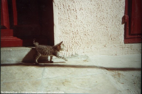 Photo de Chat domestique