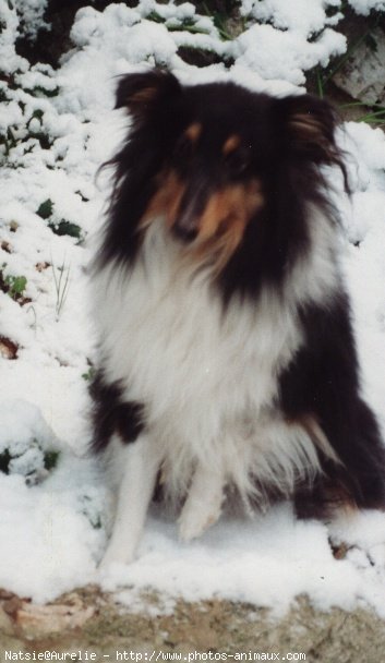 Photo de Chien de berger des shetland