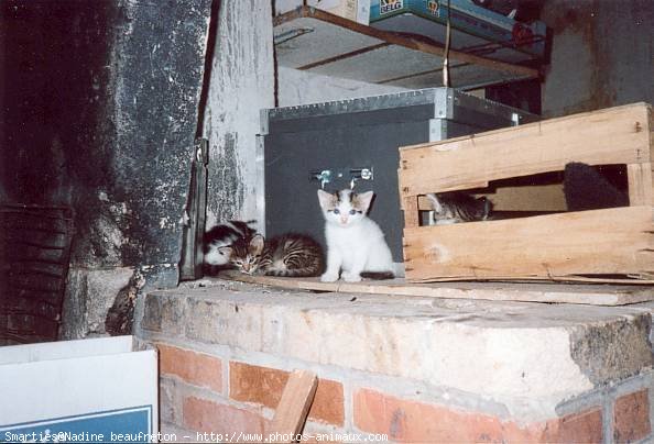 Photo de Chat domestique