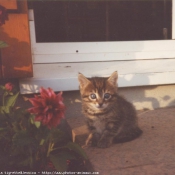 Photo de Chat domestique