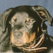 Photo de Rottweiler