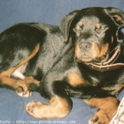 Photo de Rottweiler