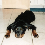 Photo de Rottweiler