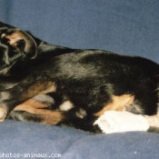 Photo de Rottweiler