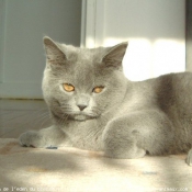 Photo de British shorthair