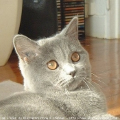 Photo de British shorthair