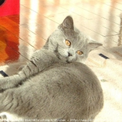 Photo de British shorthair